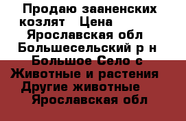 Продаю зааненских козлят › Цена ­ 3 000 - Ярославская обл., Большесельский р-н, Большое Село с. Животные и растения » Другие животные   . Ярославская обл.